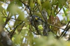 Setophaga coronata coronata