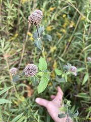 Monarda fistulosa