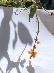 Lonicera subspicata denudata