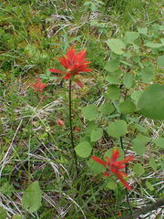 Castilleja miniata