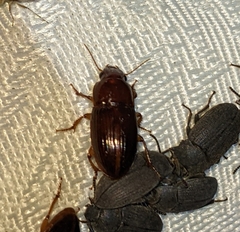 Harpalus gravis