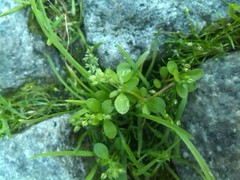 Polycarpon tetraphyllum