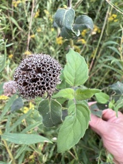Monarda fistulosa