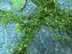 Polycarpon tetraphyllum