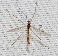 Teucholabis complexa