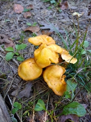 Cantharellus lateritius