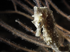 Hippocampus hippocampus