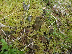 Peltigera