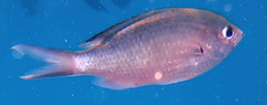 Azurina multilineata