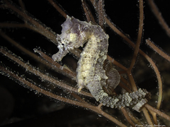 Hippocampus hippocampus