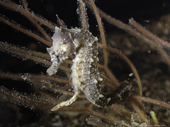 Hippocampus hippocampus