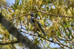 Setophaga coronata coronata