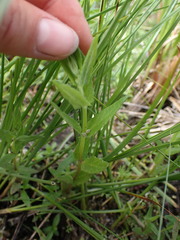 Scutellaria galericulata