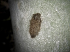 Miltochrista miniata