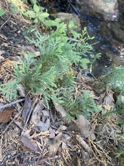 Cupressaceae