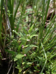 Scutellaria galericulata
