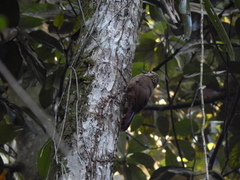 Xiphocolaptes albicollis