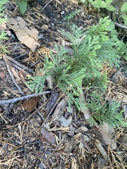 Cupressaceae