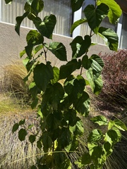 Betula occidentalis