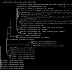 Inocybe margaritispora