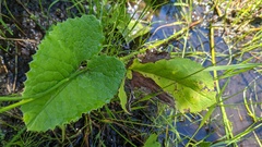 Petasites frigidus