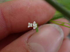 Galium trifidum