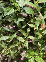 Persicaria longiseta