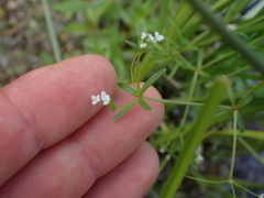 Galium trifidum