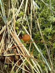 Galerina sphagnorum