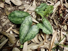 Asarum