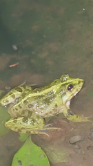 Fejervarya cancrivora