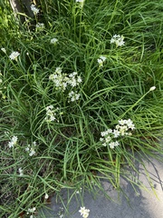 Lepidium montanum