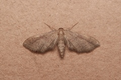 Idaea infirmaria