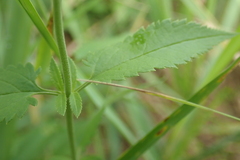 Veronica longifolia