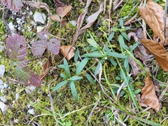 Polygaloides chamaebuxus