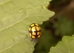 Epilachna mexicana