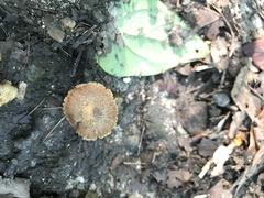 Inocybe calospora