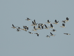 Branta leucopsis