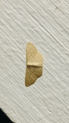Sterrhinae