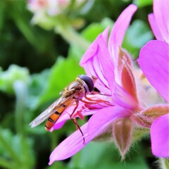 Episyrphus