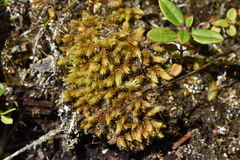 Aulacomnium palustre