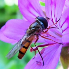 Episyrphus