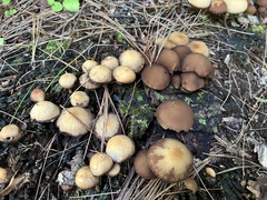 Psathyrella piluliformis