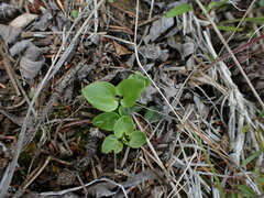Parnassia palustris