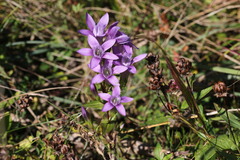 Gentianella aspera