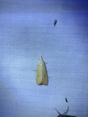 Scirpophaga incertulas