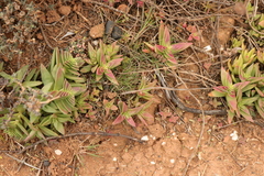 Crassula capitella