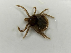 Amblyomma
