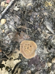 Inocybe calospora
