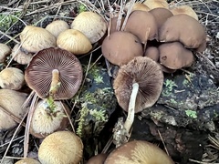 Psathyrella piluliformis